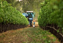 Vineyard Harvest