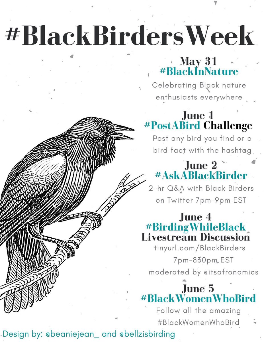 Online Black Birders Week with BlackAFinSTEM to Hill
